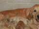 waouh!! Super Chiots Golden Retriever &agrave; r&eacute;server