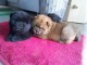 4 Jolis B&eacute;b&eacute;s Chiots chow chow sont disponibles