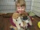 &agrave; r&eacute;server pour adoption chiots Akita americain,