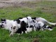 Tr&egrave;s beaux Chiots Berger Australien Merle cherchent une famille