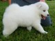 Chiots de race samoy&egrave;de LOF &agrave; r&eacute;server