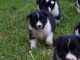 Chiots border collie cherche Famille