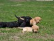 A r&eacute;server pour adoption 8 chiots labradors inscrits au LOF