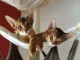 Chatons abyssin haute qualit&eacute; disponible