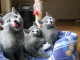 Chatons Bleu Russe &agrave; adopter, ils sont d