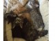 Disponible 5 Magnifique Chaton Norv&eacute;gien, 2 m&acirc;les et 3 femelles.