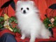 Chiot Spitz  une femelle non lof