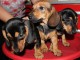 Chiot Teckel &agrave; poil dure taille standard