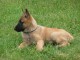 Chiots Berger Belges Malinois &agrave; r&eacute;server