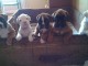 Chiots boxer sevr&eacute;s et vaccin&eacute;s &agrave; adopter.
