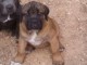 Tr&egrave;s beaux chiots cane corso LOF disponibles