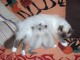 Chaton type pure race Sacr&eacute; de Birmanie