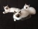 Tr&egrave;s Mignons Chaton type pure race Sacr&eacute; de Birmanie &agrave; adopter.
