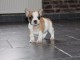   Magnifique Chiots bouledogue Fran&ccedil;ais a donner