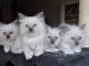 Superbes chatons sacre de birmanie disponibles