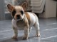   Magnifique Chiots bouledogue Fran&ccedil;ais a donner