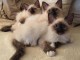 Chatons 4 M&acirc;les et Femelles, Sacre de Birmanie Yeux Bleus