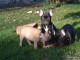 Tr&egrave;s Mignon Chiots Bouledogue fran&ccedil;ais &agrave; adopter