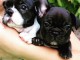 Chiots Bouledogue Fran&ccedil;ais Pure Race &agrave; adopter.