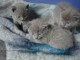 Adorables Chatons chartreux loof