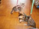 Chatons Type Bengal temp&eacute;rament tr&egrave;s marrant 