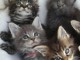 Superbe chatons femelle et M&acirc;le maine coon LOOF