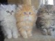 Tr&egrave;s Jolis Chatons Pure Race Persan 