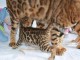 Magnifiques et tr&egrave;s gentils chatons Bengal &agrave; belles rosettes 