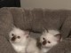Chatons Sacr&eacute;s de Birmanie avec p&eacute;digr&eacute;e