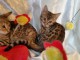 Chatons Bengal LOOF Brown Tabby rosettes ferm&eacute;es 