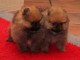 Chiots Spitz Nain Allemand &agrave; placer