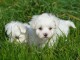 Magnifique Bichons Maltais LOF &agrave; adopter 