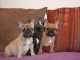Chiot bouledogue fran&ccedil;ais &agrave; r&eacute;server pour adoption