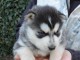 Chiot Husky de Sib&eacute;rie avec p&eacute;digr&eacute;e 