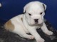  Mignon Chiot bull dog fran&ccedil;ais pour bon soin