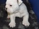  Mignon Chiot bull dog fran&ccedil;ais pour bon soin