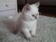 Petite Chaton british shorthair lof &agrave; donner