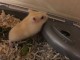 Le beau hamster nain Tame n&eacute;cessite une maison amoureuse