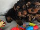 YORKSHIRE TERRIER PUPPIES Pr&ecirc;t &agrave; partir !!!