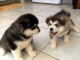 Tres jolies chiots type husky sib&eacute;riens pour adoption