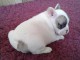 Chiot Bouledogue fran&ccedil;ais non lof &agrave; donner