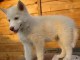 Tres jolies chiots type husky sib&eacute;riens pour adoption