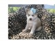 Chiens - husky Sib&eacute;rien aux yeux bleu