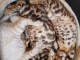 chatons bengal &agrave; placer