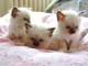 Magnifiques chatons sacre de Birmanie &agrave; adopter