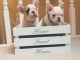 chiots bouledogue fran&ccedil;ais &agrave; placer 