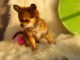 Magnifique Chiot Chihuahua m&acirc;le