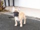 A donner chiot bouledogue fran&ccedil;ais LOF