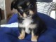  Chiot Chihuahua : 3 m&acirc;les &ndash; femelles 3 230468