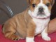magnifique bouledogue fran&ccedil;ais pure race lof